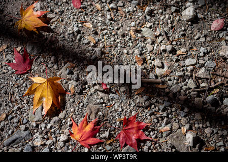 Différentes couleurs de l'automne les feuilles tombées sur le sol. de feuilles séchées couvrir la surface de la terre. close-up, haut Vue de dessus, blanc belle saison Banque D'Images