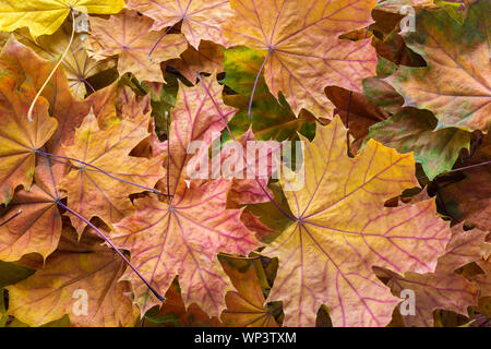 Avec l'arrière-plan coloré sec automne feuilles d'érable. Banque D'Images
