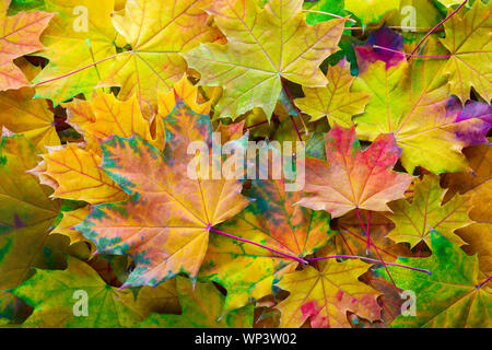 Arrière-plan coloré avec l'automne feuilles d'érable. Banque D'Images