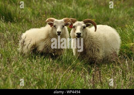 Zwei Schafe auf einer Wiese dans Nordisland Banque D'Images