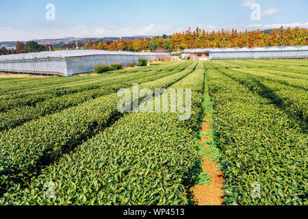 Champ de thé vert dans l'île de Jéju, en Corée Banque D'Images