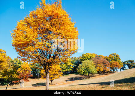 Automne érable jaune au parc olympique de Séoul, Corée Banque D'Images
