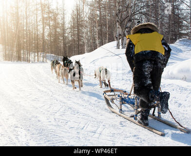 Se cacher derrière musher à traîneau course de chiens de traîneau sur la neige en hiver Banque D'Images