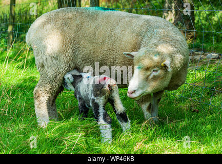 Peak District, Derbyshire, Angleterre, Royaume-Uni. Une brebis Dorset suckling ses trois jours, les jeunes lamb Banque D'Images
