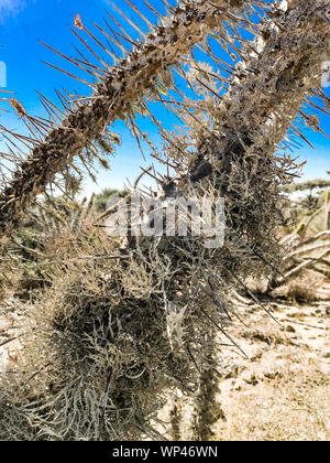 Les lichens poussant sur des branches épineuses morts de Didierea madagascariensis , l'arbre pieuvre de l'Ouest de Madagascar, dans un cadre typique de la Forêt épineuse Banque D'Images