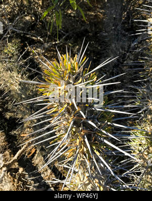 Didierea madagascariensis , l'arbre pieuvre de l'Ouest de Madagascar, dans un cadre typique de la Forêt épineuse montrant les détails de l'habitude et la structure w Banque D'Images