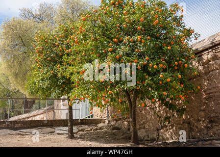 Orangers de Séville, chargés de fruits à Medina Azahara, Cordoue, Espagne, forme arrondie classique contre un mur de pierre Banque D'Images