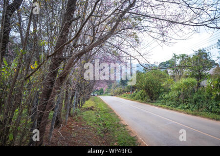 La route romantique en hiver avec des fleurs sauvages à Khun Wang Gai Projet Royal, une station de recherche de l'agriculture sur les pentes de Doi Inthanon Banque D'Images
