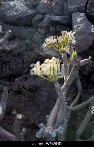 Les fleurs blanches et la tige succulente de Kleinia ou Senecio neriifolia sur la Gomera, endémique aux îles Canaries les feuilles ont chuté dans la saison sèche Banque D'Images