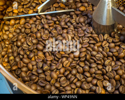 Les grains de café fraîchement torréfié dans le bac de refroidissement Banque D'Images