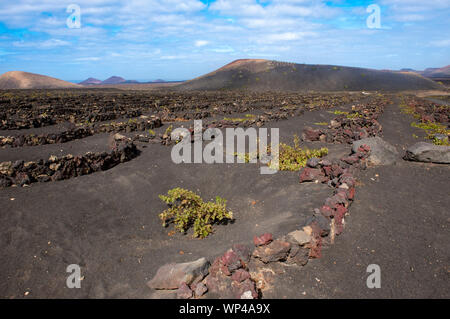 Les murs de roche volcanique noire semi-circulaire de protéger les plus vulnérables de la vigne de la vents secs de Lanzarote, îles Canaries, Espagne. Les volcans de th Banque D'Images