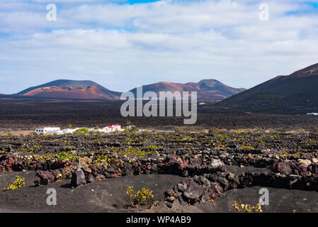 Les murs de roche volcanique noire semi-circulaire de protéger les plus vulnérables de la vigne de la vents secs de Lanzarote, îles Canaries, Espagne. Les volcans de th Banque D'Images