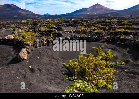 Les murs de roche volcanique noire semi-circulaire de protéger les plus vulnérables de la vigne de la vents secs de Lanzarote, îles Canaries, Espagne. Les volcans de th Banque D'Images