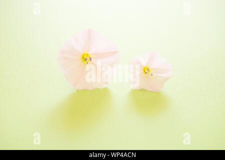 Deux petites fleurs tendres bourgeons ouverts sur le papier vert lime, SPA 24. Banque D'Images