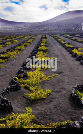 Les murs de roche volcanique noire semi-circulaire de protéger les plus vulnérables de la vigne de la vents secs de Lanzarote, îles Canaries, Espagne. Les volcans de th Banque D'Images