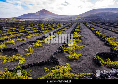 Les murs de roche volcanique noire semi-circulaire de protéger les plus vulnérables de la vigne de la vents secs de Lanzarote, îles Canaries, Espagne. Les volcans de th Banque D'Images