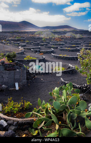 Les murs de roche volcanique noire semi-circulaire de protéger les plus vulnérables de la vigne de la vents secs de Lanzarote, îles Canaries, Espagne. Les volcans de th Banque D'Images