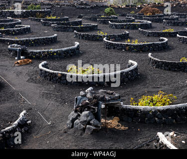 Les murs de roche volcanique noire semi-circulaire de protéger les plus vulnérables de la vigne de la vents secs de Lanzarote, îles Canaries, Espagne. Les volcans de th Banque D'Images