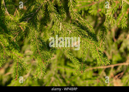 Les jeunes branches de sapins closeup Banque D'Images