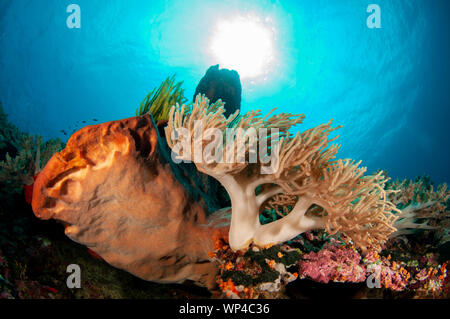 Cuir de corail, Sinularia sp, sur des éponges avec le soleil en arrière-plan, site de plongée Pulau ai, îles Banda, Maluku, Indonésie Banque D'Images