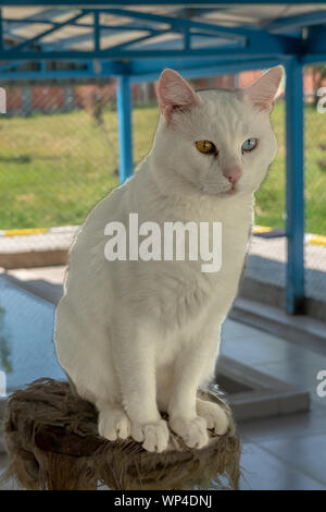 Les chats avec Heterochromia spécial à Van, Turquie Banque D'Images