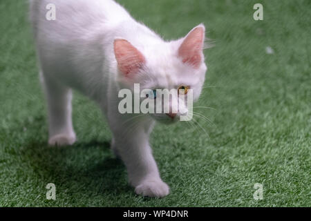 Les chats avec Heterochromia spécial à Van, Turquie Banque D'Images
