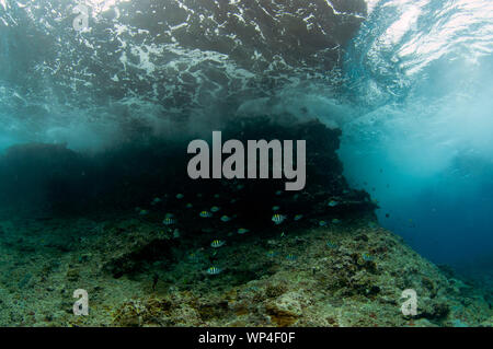 Indo-Pacific Sergent Daméselt, Abudefduf vaigiensis, école par vagues qui se brisent sur des rochers, site de plongée Batu Kapal, îles Banda, Maluku, Indonésie Banque D'Images