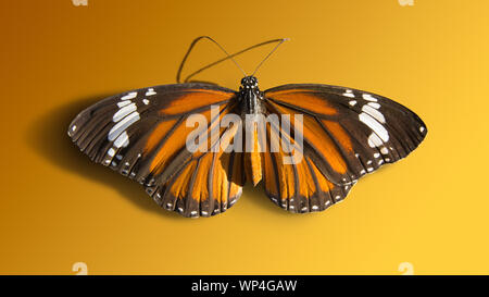 Papillon Orange close up détaillée isolé sur fond orange. Banque D'Images