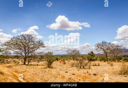 Paysage unique des plaines de savane à acacia tree au Kenya Banque D'Images
