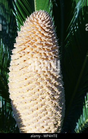 Baquois (Cycas revoluta) avec cône mâles dans l'île de Ischia, Naples, Italie Banque D'Images