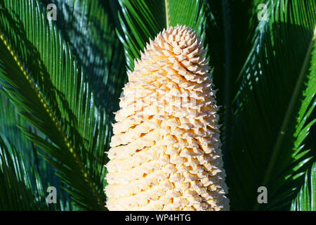 Baquois (Cycas revoluta) avec cône mâles dans l'île de Ischia, Naples, Italie Banque D'Images