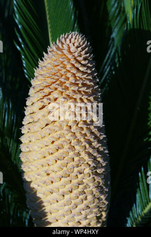 Baquois (Cycas revoluta) avec cône mâles dans l'île de Ischia, Naples, Italie Banque D'Images