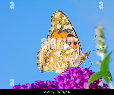 La belle dame papillon sur les fleurs d'un pigment de Bush Banque D'Images