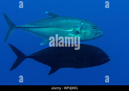 Paire de Bigeye Trevally, Caranx sexfasciatus, site de plongée trop nombreux de poissons, Pulau Koon, centre de Moluques, Indonésie Banque D'Images