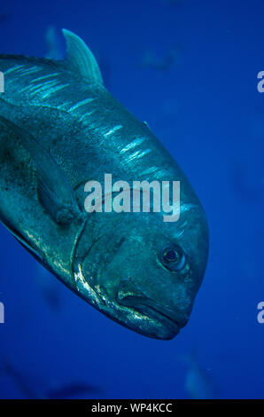 Giant Trevally, Caranx ignobilis, site de plongée de Boo Window, île de Boo, Misool.Raja Ampat, Papouasie occidentale, Indonésie Banque D'Images