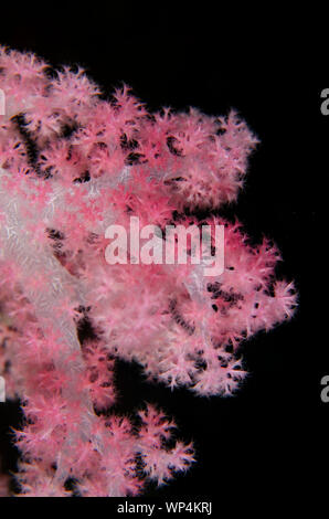 Corail d'arbre à gomerate, Dendronephthya sp, site de plongée Yilliet Kecil, plongée de nuit, île Yilliet, Misool, Raja Ampat,Papouasie occidentale, Indonésie Banque D'Images