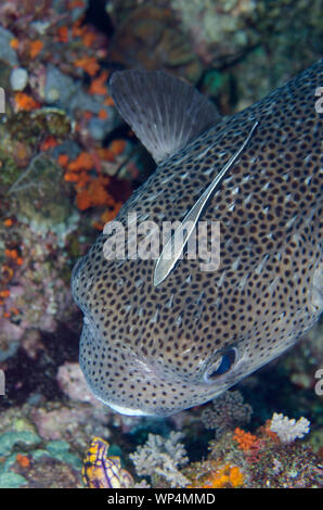 Suckerfish mince, Echeneis naucrates, on Porcupinefish, Diodon hystrix, site de plongée de Whale Rock, île de Fiabacet, Misool, Raja Ampat, Papouasie occidentale Banque D'Images