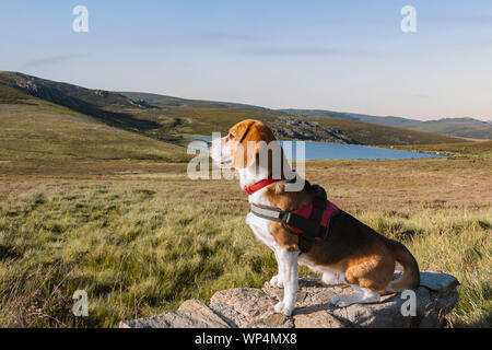 Chien Beagle assis sur un rocher et entouré de prairies et de montagnes au coucher du soleil, à côté de la laguna de los peces de Sanabria. Banque D'Images