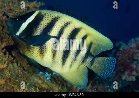 Angelfish à six bandes, Pomacanthus sexstriatus, site de plongée de Whale Rock, île Fiabacet, Misool, Raja Ampat, Papouasie occidentale,Indonésie Banque D'Images