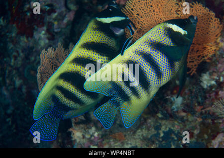 Angelfish à six bandes, Pomacanthus sexstriatus, paire nettoyée par Bluestreak Cleaner Wrasse, Labroides dimidiatus, site de plongée de Whale Rock, Fiabacet Banque D'Images