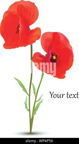 3D réaliste fleurs coquelicots rouges d'isolé sur fond blanc. Belle bannière. Coquelicots rouges avec copie espace texte pour vous. La nature. Fleur d'été Illustration de Vecteur