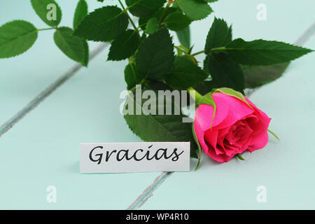 Gracias (merci en espagnol) carte avec un rose wild rose sur la surface en bois bleu Banque D'Images