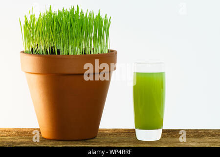 L'agropyre de jeunes poussant dans un pot en terre cuite isolé sur un fond blanc avec un grand verre Tumbler de jus de wheatgrass. Banque D'Images