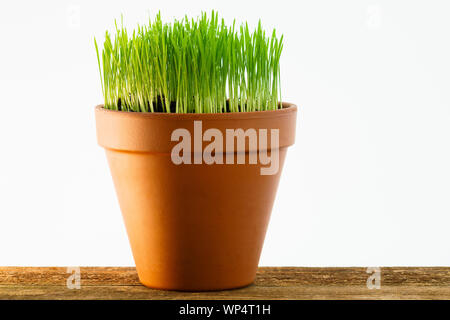 L'agropyre de jeunes poussant dans un pot en terre cuite isolé sur un fond blanc. Banque D'Images