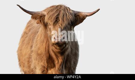 Une photo d'une vache Highland isolé sur fond blanc Banque D'Images