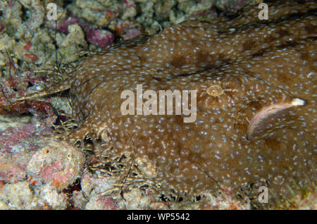 Requin Wobbegong tasselé, Eucrossorhinus dasypogon, site de plongée Blue Magic, Mioskon, détroit de Dampier, Raja Ampat, Papouasie occidentale,Indonésie Banque D'Images