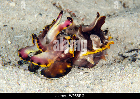 Pfeffer's Flamboyant Cuttlefish, Metasepia pfefferi, site de plongée de Sapokreng, plongée de nuit, détroit de Dampier,Raja Ampat, Papouasie occidentale, Indonésie Banque D'Images