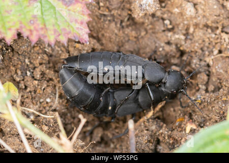 Devil's coach-horse ponderosa (Ocypus olens) paire accouplée, UK Banque D'Images