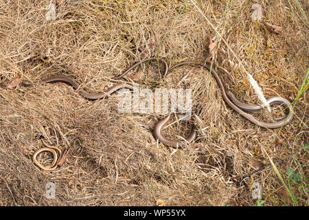 Plusieurs vers lent (Anguis fragilis), Royaume-Uni Banque D'Images