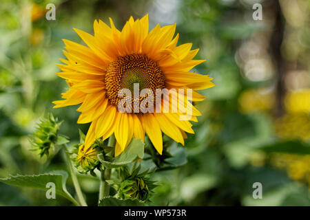 Au marché aux fleurs de tournesol au Vietnam Banque D'Images